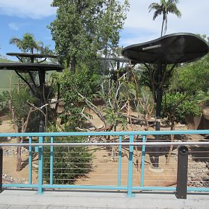 Outback - Koala Exhibit (one of many!)