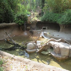 African Clawless Otter Exhibit