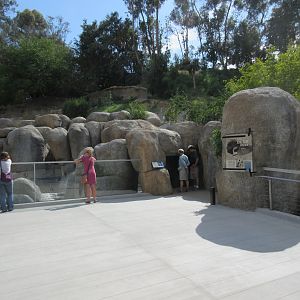 Africa Rocks - African Penguin/Leopard Shark Exhibit