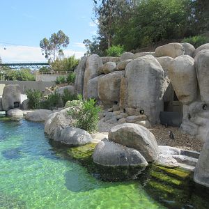 Africa Rocks - African Penguin/Leopard Shark Exhibit