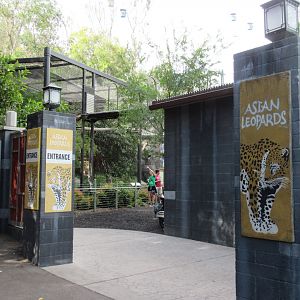 Asian Leopards (Amur + Snow)