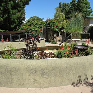 Lizard Exhibit (3 Species)