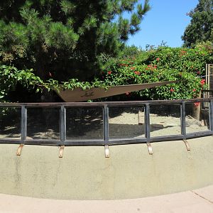African Spurred Tortoise Exhibit