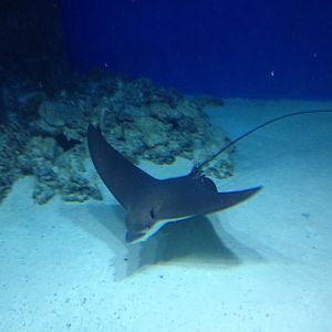 Eagle ray