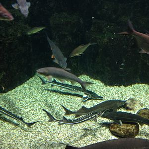 Eurasian freshwater fishes