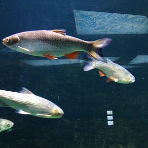 European chub and Caspian white fish