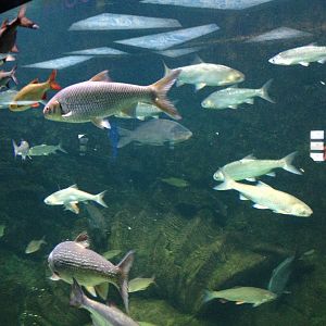 Eurasian freshwater fishes