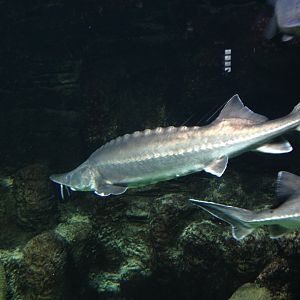 Sturgeon