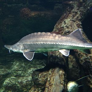 Sturgeon