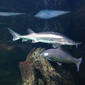 Carp and sturgeon