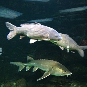 Carps and sturgeon