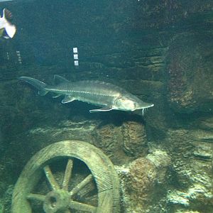 Sturgeon