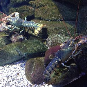 Lobsters