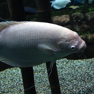 Giant gourami