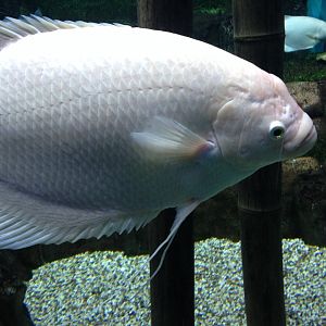 Giant gourami
