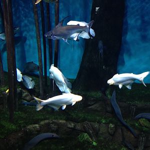 Asian freshwater fishes