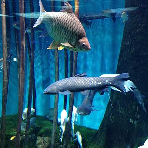 Asian freshwater fishes