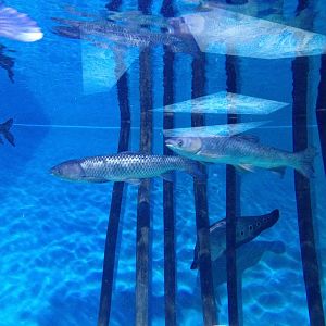 Asian freshwater fishes