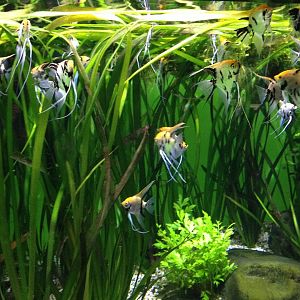 Freshwater angelfish tank