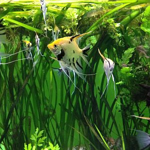 Freshwater angelfish