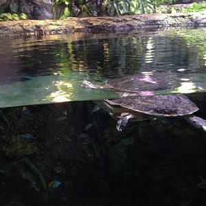 Hilaire's toadhead turtle
