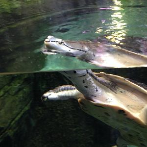 Hilaire's toadhead turtle