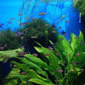 Various tetras