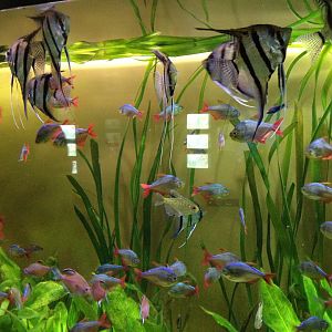 Freshwater angelfish and tetras