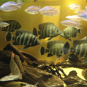 African freshwater fishes