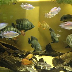 African freshwater fishes