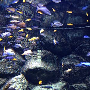 African cichlids