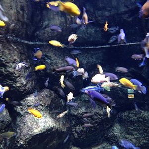 African cichlids
