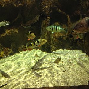 Peacock basses, gars and river stingrays