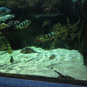 Peacock basses, gars and river stingrays