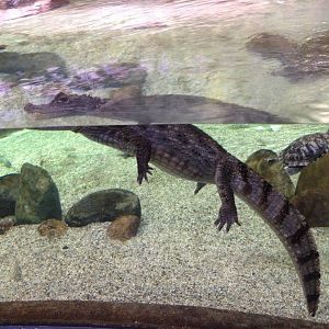 Spectacled caiman and Red-eared slider