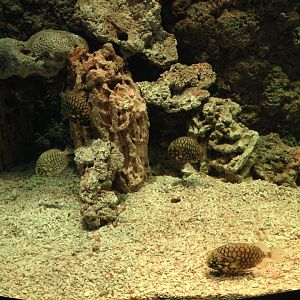 Pinecone fish