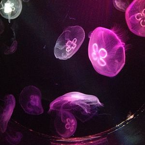 Moon jellyfish