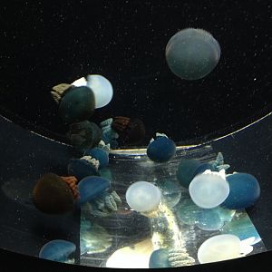 Rhizostome jellyfish