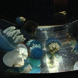 Rhizostome jellyfish