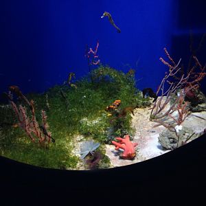Seahorse tank