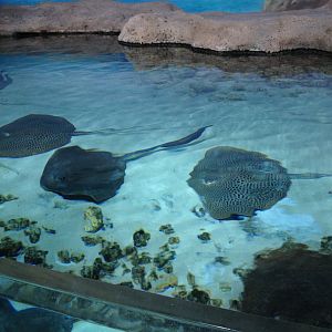Stingrays