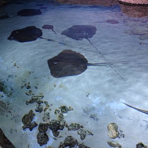 Stingrays