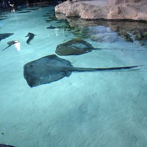 Stingrays and shark