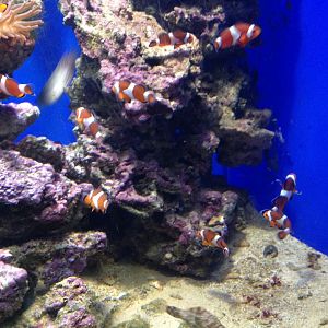 Common clownfish
