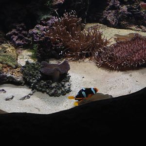 Sea anemones and Clark's anemonefish
