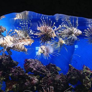 Lionfish