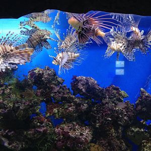 Lionfish