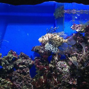 Lionfish