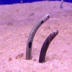 Garden eel
