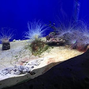 Tube-dwelling anemones